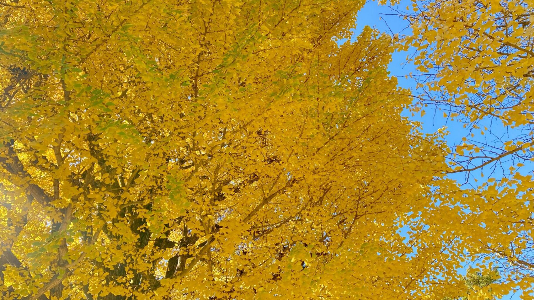 イチョウを見上げて