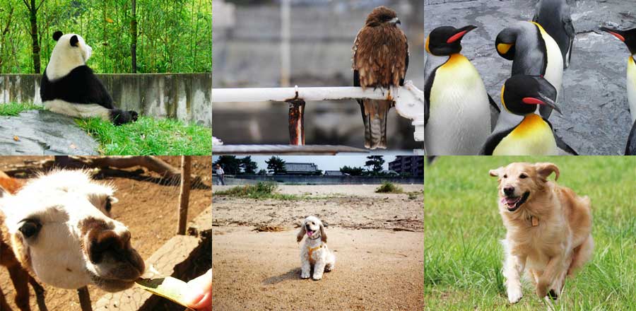 6匹の動物の写真の画像